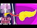 The Human Pancreas Song! | KLT Anatomy