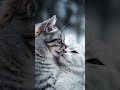 Los animales no necesitan palabras para expresar su amor ❤️