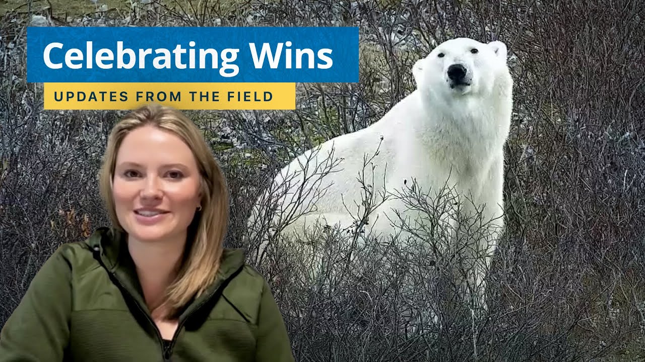 Праздник белых медведей — новости с мест событий | Программа «Связи с тундрой 2025»