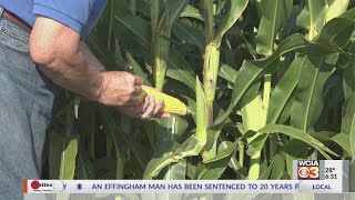 From the Farm: Corn producing own nitrogen