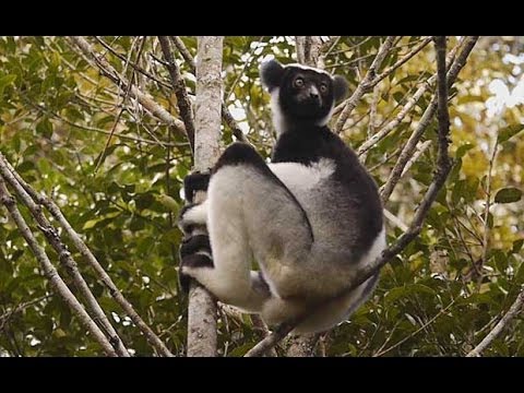 Madagascar Indri calling