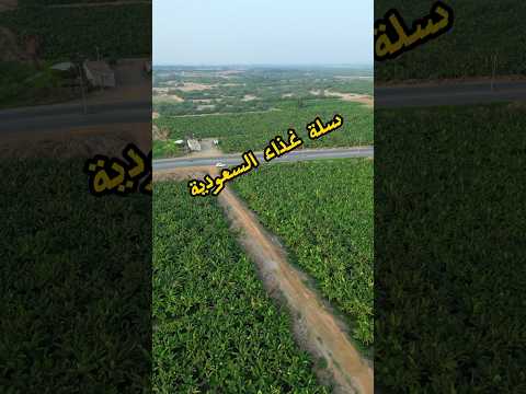 مزارع الموز في محافظة بيش جازان بيش