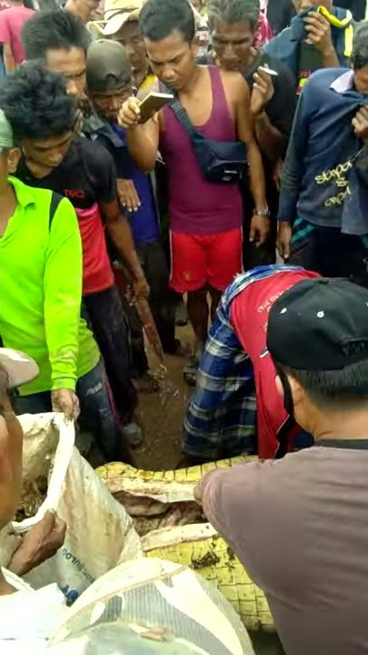 Viral! Buaya Ketangkap Setelah Makan Korban