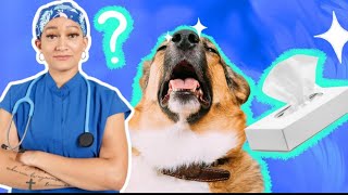Why your dog may be sneezing