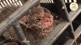 The Cat Whose Skin Was Rotting Away… Helped Heal the Woman Who Saved Him