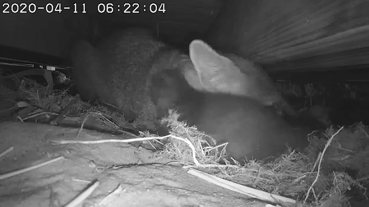 Surprise!  Pumpkin is a girl.  And there's more.