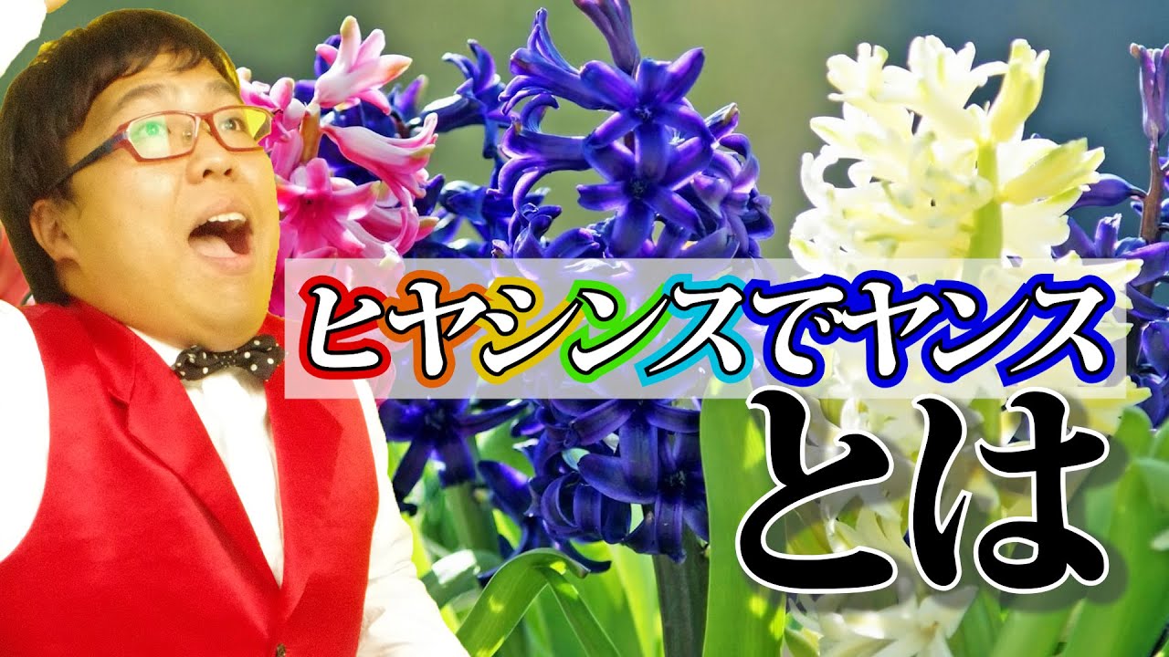 自問自答 ヒヤシンスでヤンス Youtube