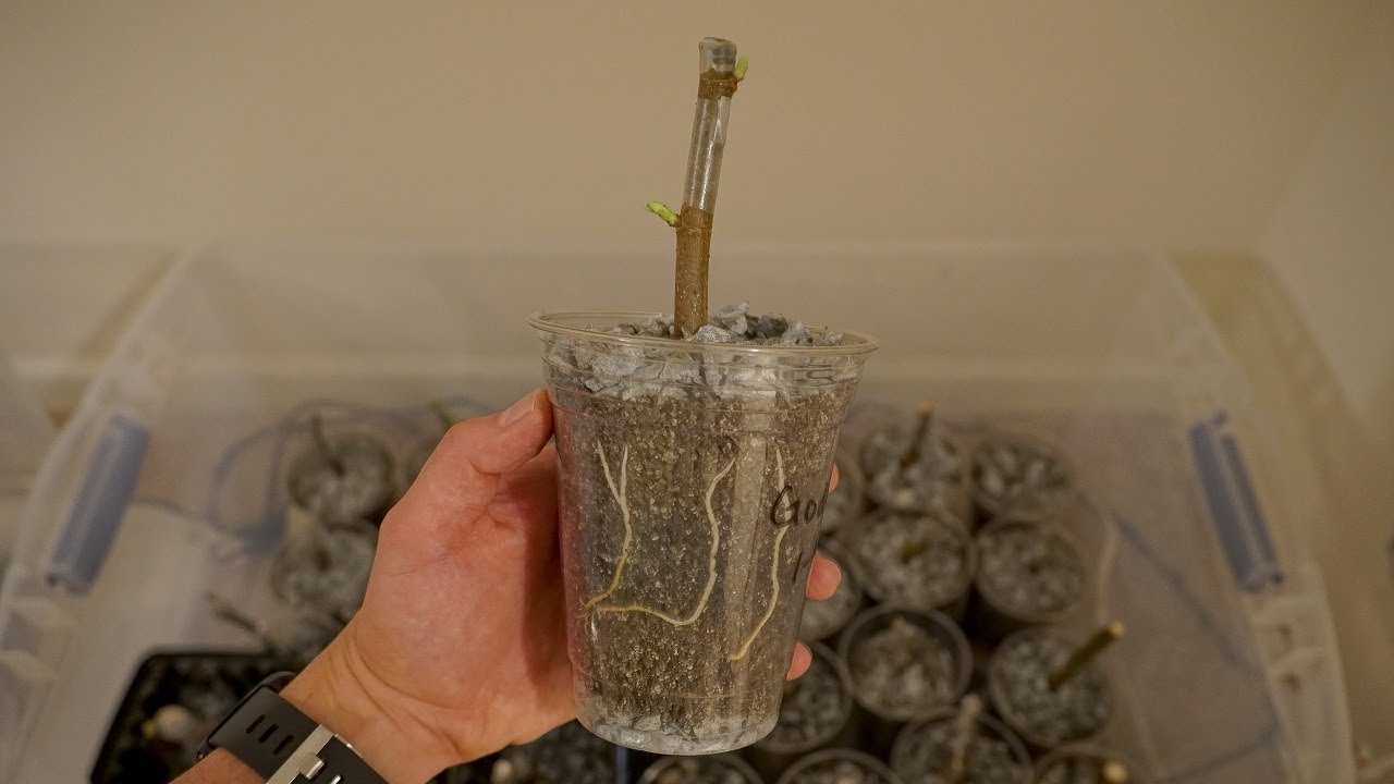 Rooting Fig Cuttings - Lessons Learned This Season & Tips For Success