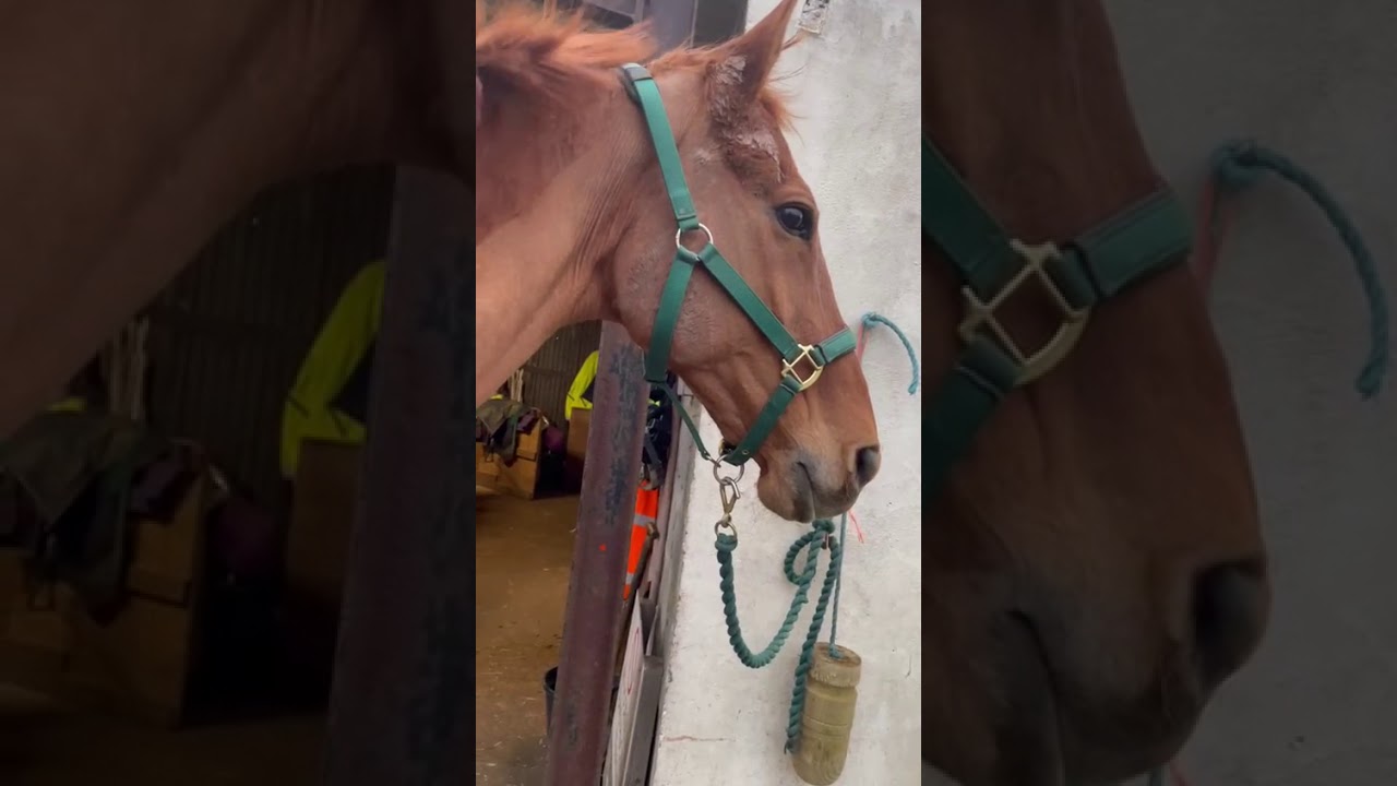 Pink Gin BEFORE being supplemented with Ron Fields Nutrition products