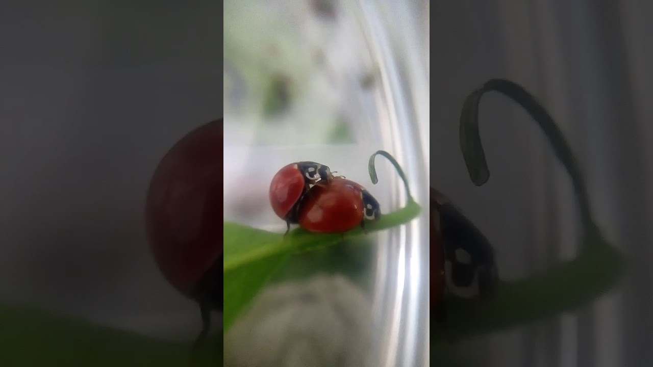 Apareamiento de C. sanguinea