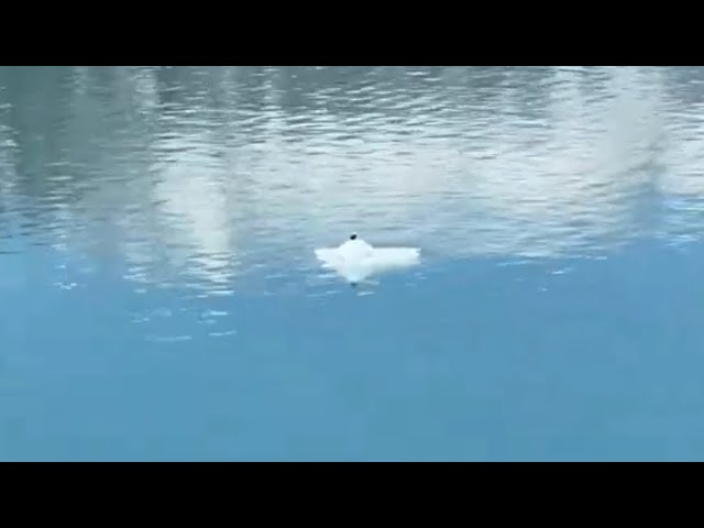 EAGLE ON ICE: A Projection Poem by Ishmael von Heidrick-Barnes