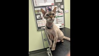 SEBI WENT TO THE VET #cat #catlover #vet #infection #veterinary #devonrexcat #emergency by London CATTALK 162 views 6 months ago 1 minute, 56 seconds