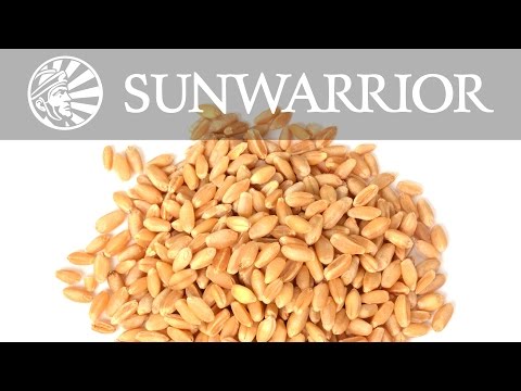 Barley: A True Superfood |  Dr. Weston