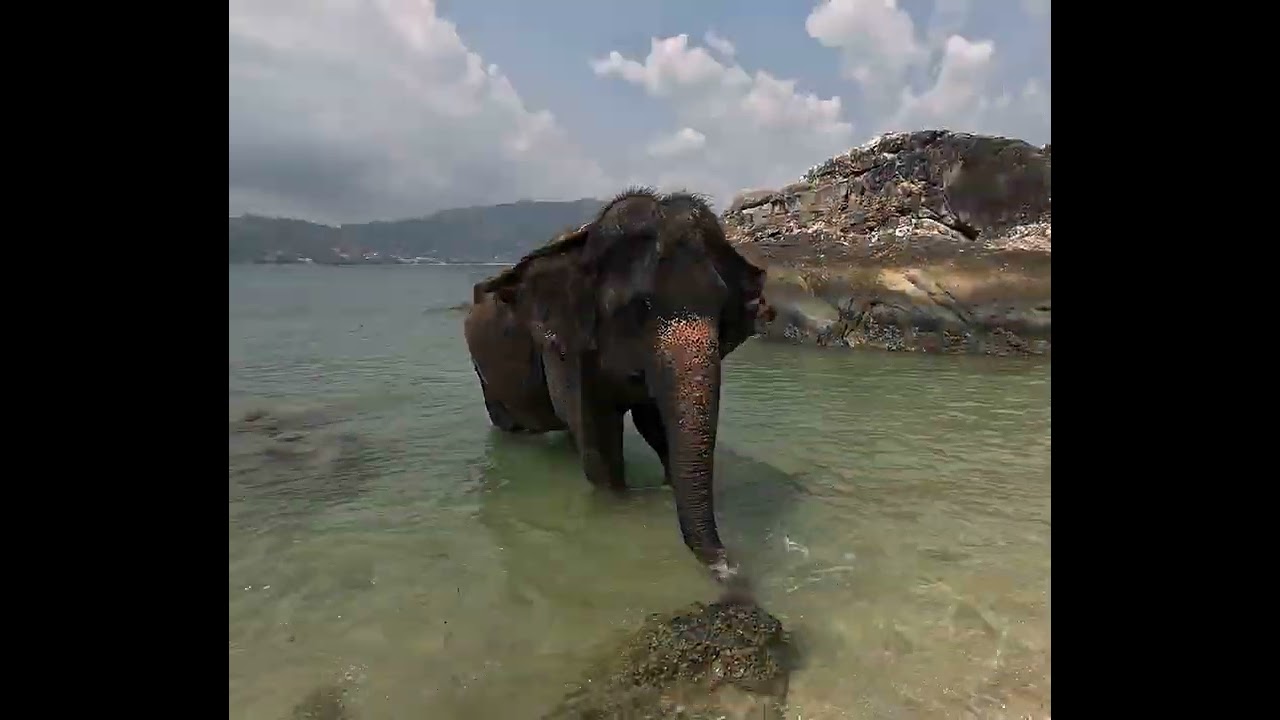 Elephant beach Phuket Thailand