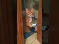Si Oyen ngambil HP ku, malah nggak dibalikin #funny #comedy
