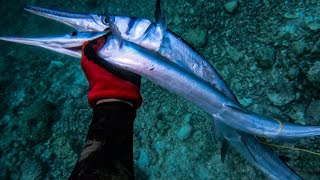 DANGEROUS FISH! || SCHOOL OF SLENDER HARVEST! || SPEARFISHING PHILIPPINES!