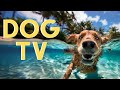 Dog tv for dogs to watch 18 hour beach virtual hike with relaxing music