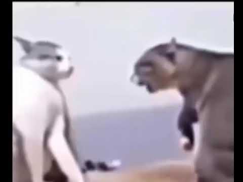 Two Goofy Little Cats Fight While The Macarena Plays