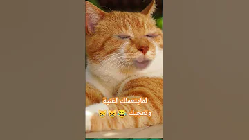لمايتعملك اغنية وتعجبك Funny الراقصة ترند Shortvideo Comedy Cat 