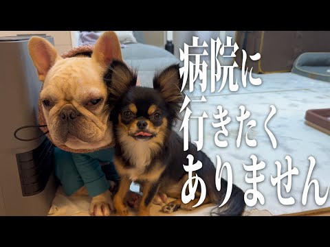 【病院】月に1回の病院の日!テンションが下がる先住犬とノリノリの後輩犬たちが面白いw