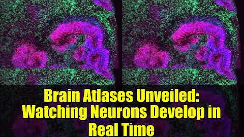 Brain Atlases Unveiled: Watching Neurons Develop in Real Time