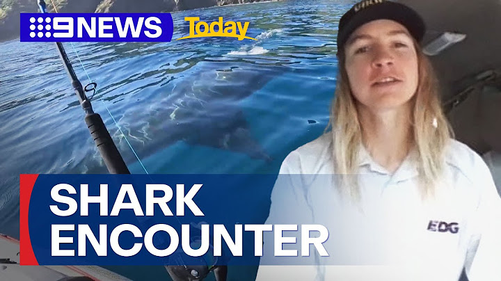 Kayaker recounts terrifying encounter with great white shark | 9 News Australia