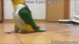 A ordem é pra marchar (marcha papagaio adorador)