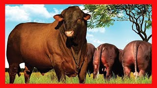 🔥 RAZA De Ganado SANTA GERTRUDIS ORIGEN DE LA RAZA 2024