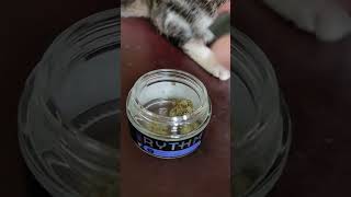 Rythm Animal Face Premium eighth. 32% THC - Best Indica in the MMJ program.