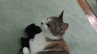 Pisana Mama tribute | The best cat mother ever | 27th of June 2022 by Catville upon Purr 13 views 1 year ago 28 seconds