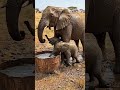 "just pure Happiness 🐘❤️"... #wildlife #animals #elephant  #survival #shorts #nature