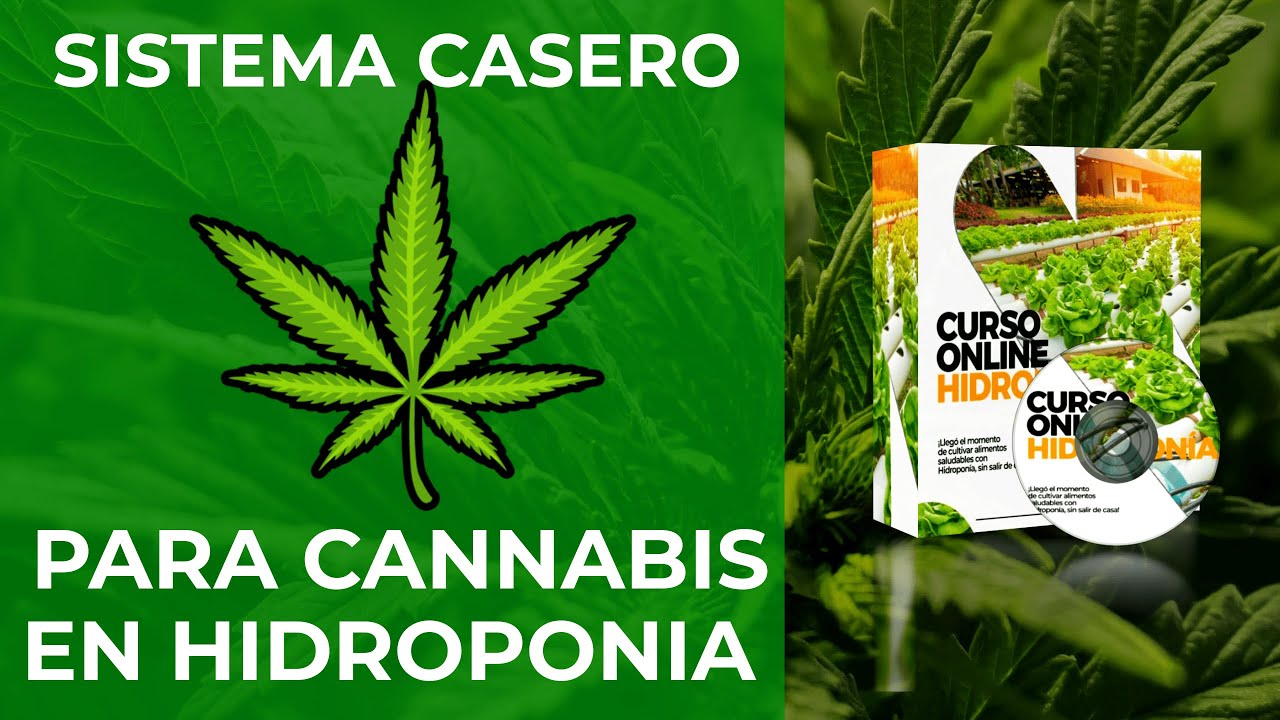😎Sistema CASERO DWC para 🍀Cannabis en Hidroponía.