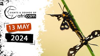 Sights and Sounds of Africam  13 May 2024