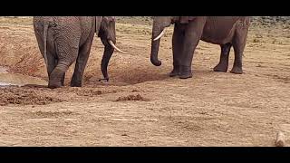 two elephants are wetting themselves in mud at the water whole