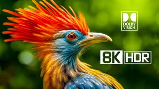 8K HDR Video ULTRA HD 120FPS - Dolby Vision