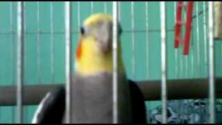 Попугай "Яга" , Parrot Yaga