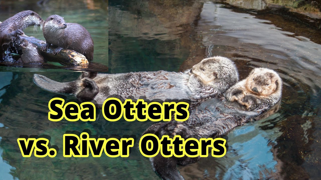 River Otter Vs Sea Otter