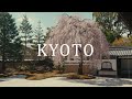 Cherry blossoms in Kyoto 2022 - 京都の桜