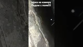 Ырка фото на поле