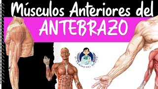 Anterior Muscles of the Forearm - Easy and educational
