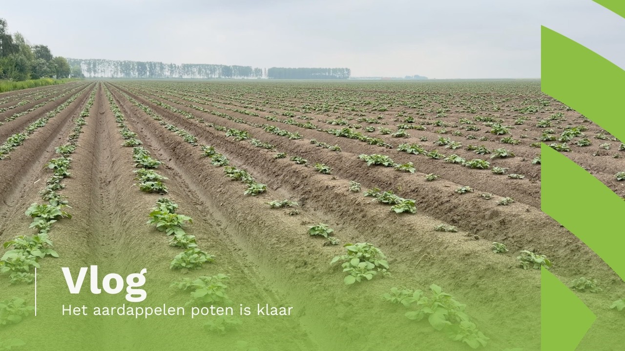 VLOG | Aardappels poten klaar, nu volop aardappelen afleveren