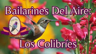 Bailarines Del Aire: El Fascinante Mundo de los Colibríes 🌟✨ #Colibríes #Naturaleza #Aves #YouTube