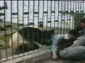 Archive classic angry panda attacks man and steals his jacket