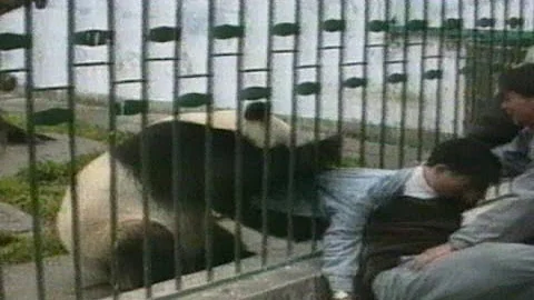 ARCHIVE CLASSIC: Angry panda attacks man and steals his jacket - DayDayNews