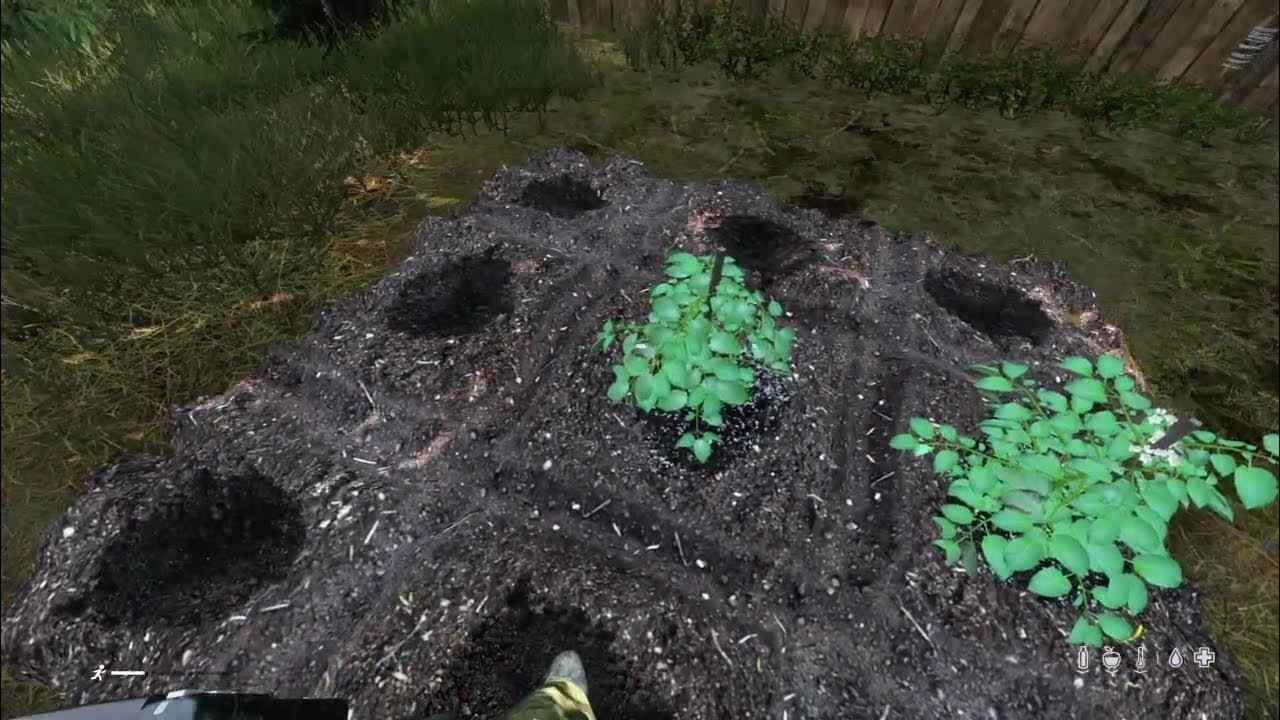 Talking about growing & then roasting potatoes in DayZ YouTube