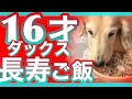 16歳ダックスの健康ご飯＆おやつ＆サプリ！犬が長生きするための食材研究！