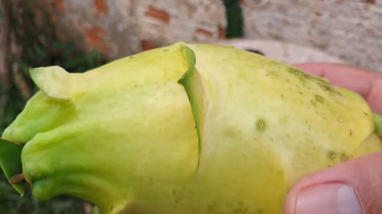 Dia de colheita de pitaya e medição de brix