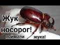 Жук-Носорог! Поймали Жука, интересная история!