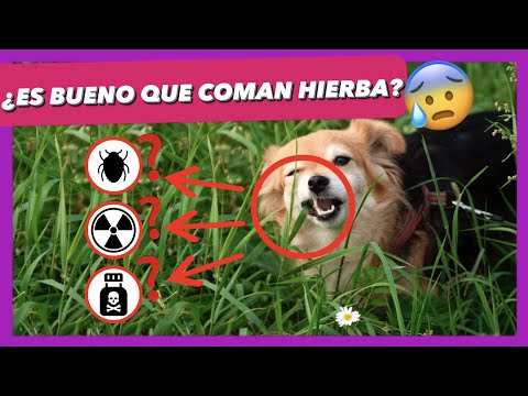 Video: Cómo conseguir que tu perro use la hierba