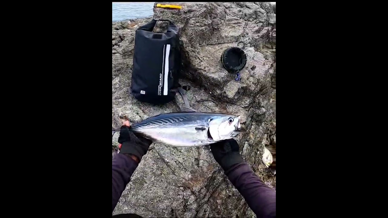 NE GUZEL MERALAR YAPTIKLARI AVLAR #fishing #fish #bassfishing #keşfet #youtubeshorts